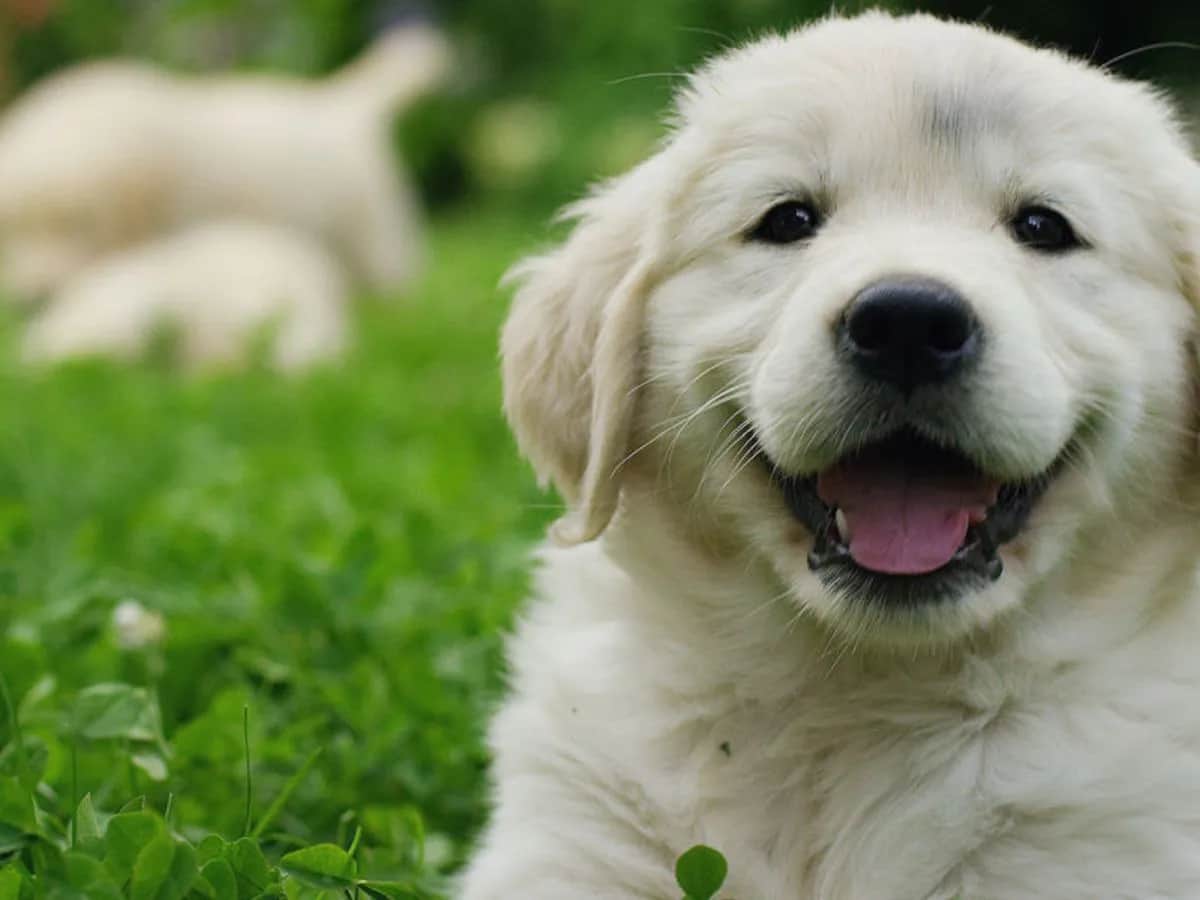 Idealne imię dla golden retrievera: 100+ inspiracji i porad