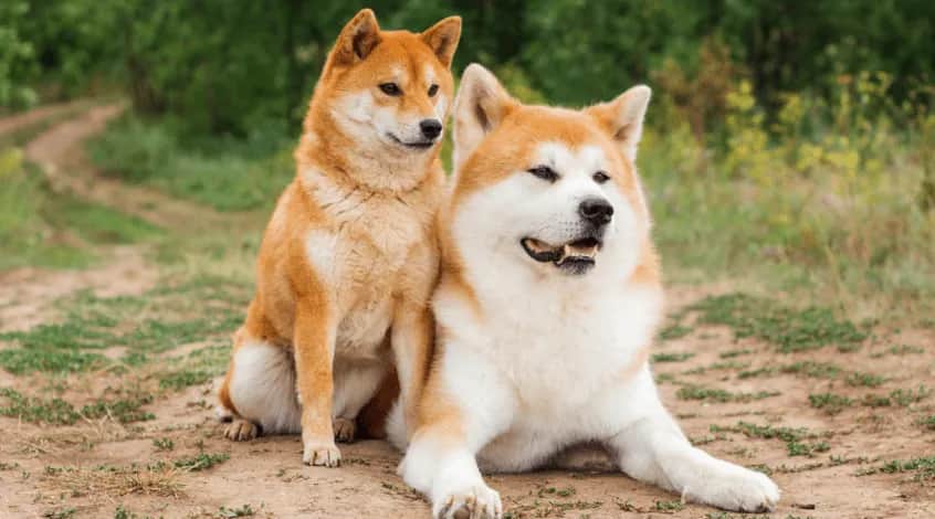 Akita czy Shiba? Porównanie ras, które pomoże Ci wybrać psa