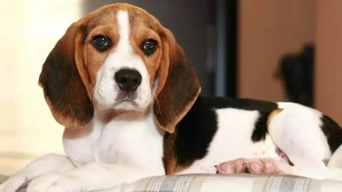Jak tresować beagle'a? Sprawdzone metody i porady eksperta