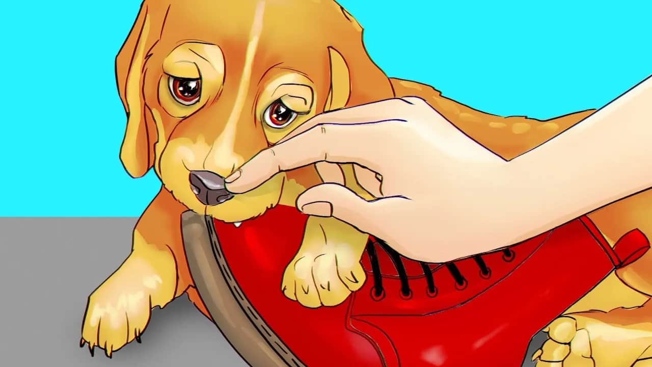 Jak wytresować szczeniaka? Praktyczny przewodnik krok po kroku