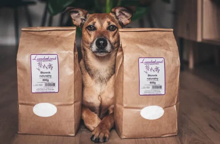 Jaki błonnik dla psa? Wybierz najlepszy dla zdrowia pupila